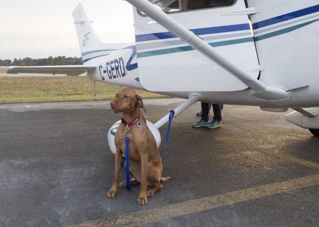 Cessna Skylane (C-GERD) - Crew dog Sadie.