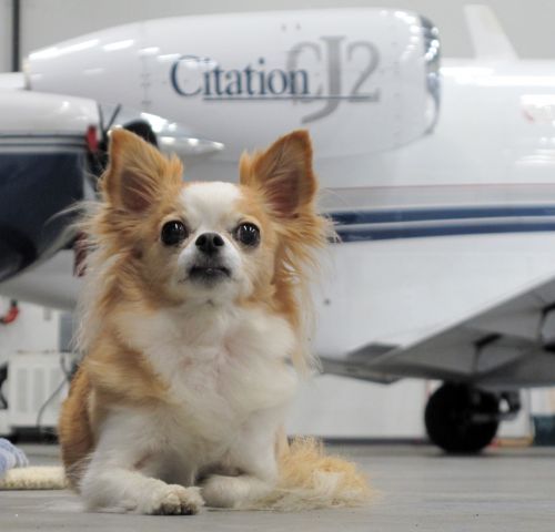 Cessna Citation CJ2+ (N717HA) - RELIANT AIRs guard dog. RELIANT AIR has the lowest fuel price on the Danbury (KDXR) airport.