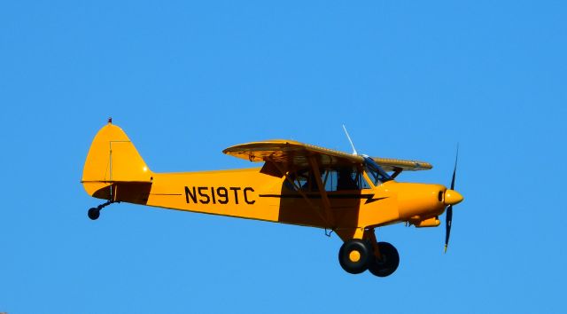 Piper L-21 Super Cub (N519TC)