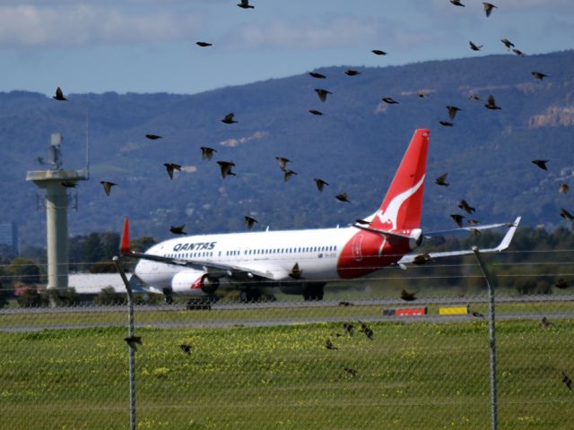 Boeing 737-800 (VH-VXE) - What bird problem at Adelaide Airport?