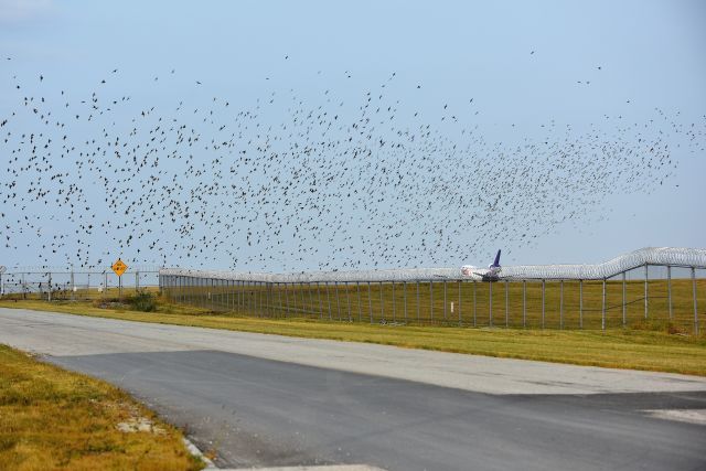 McDonnell Douglas DC-10 (N10060) - Murmuration of Starlings. 5-R on the evening of 09-17-20