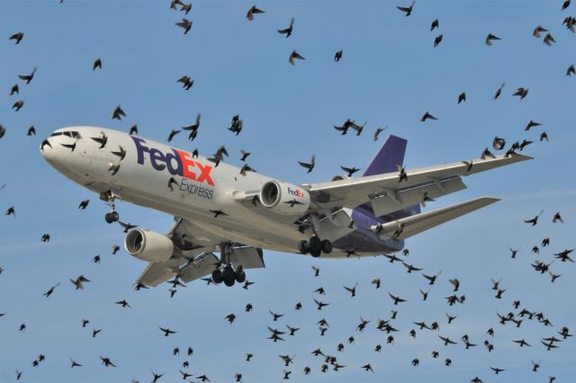 McDonnell Douglas DC-10 (N360FE) - Starlings = rats with wings!