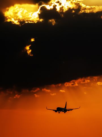 Boeing 737-800 (TC-JVV)