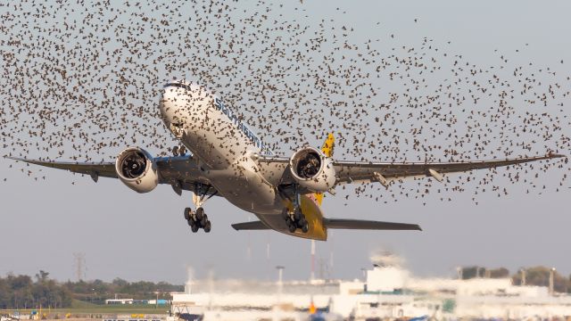 BOEING 777-200LR (N774SA) - Ran into birds again today 
