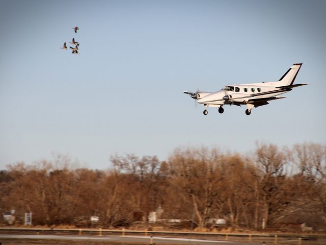 Beechcraft Duke (N54DB) - 2/26/12 Loose formation with a flock of Canadian registered avian models. ;-)