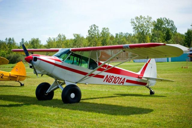 Piper L-21 Super Cub (N8101A)