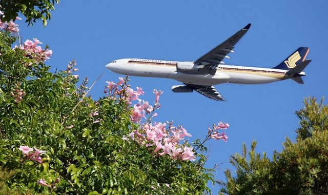 Airbus A330-300 (9V-STF) - Standing in my back yard, on approach, wheels still up. About 25k from airport.