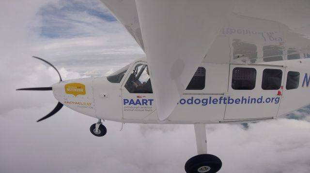 GIPPSLAND GA-8 Airvan (N412AR) - Flying dogs