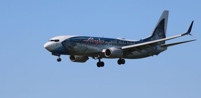 Boeing 737-800 (N559AS) - On short final is this 2006 Alaska Air Boeing 737-890 "Wild Alaska Seafood" Livery from the Spring of 2022.