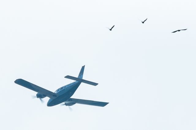 Piper Seneca (SP-KMS) - EPRZ/RZE Spotting