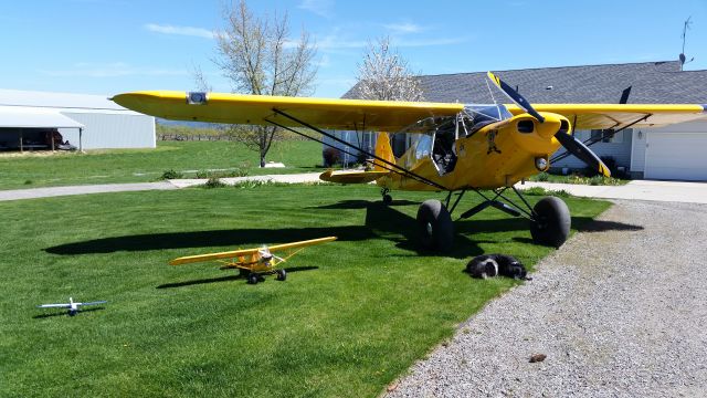 Piper L-21 Super Cub (N23MS)