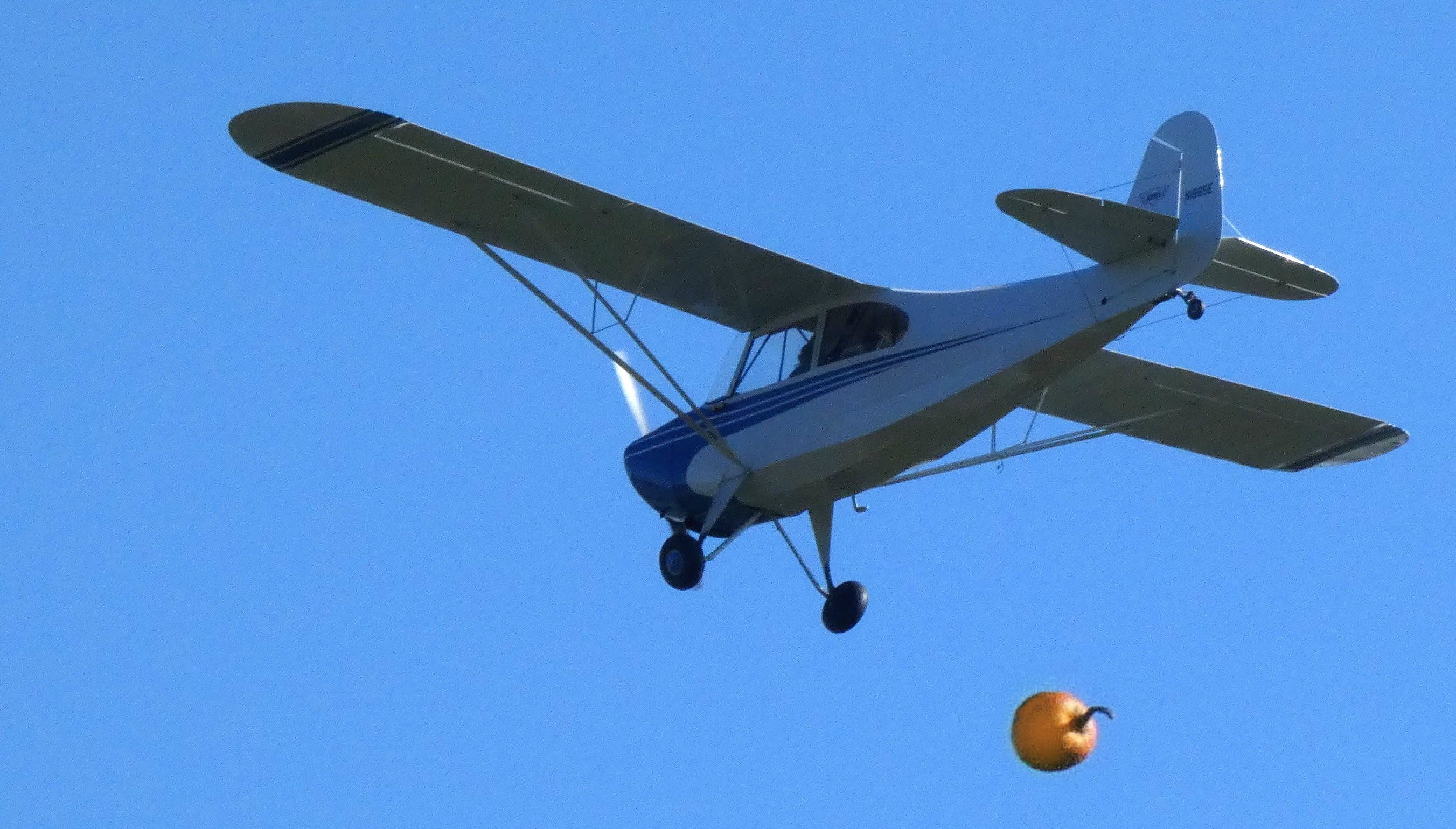 CHAMPION Tri-Traveler (N1885E) - Next Pumpkin drop from this 1946 Aeronca 7AC Champion Tri-Traveler in the Autumn of 2022 at the annual Great Pumpkin Fly-in.