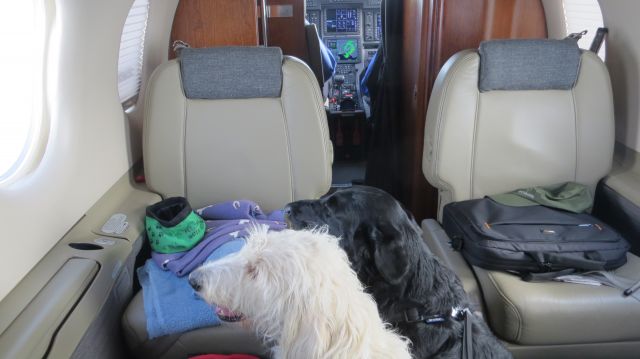 Pilatus PC-12 (N913AF) - Labradoodles love to fly!