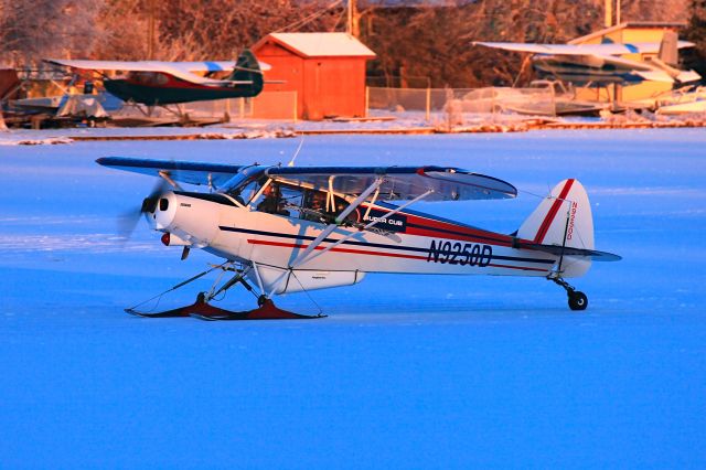 Piper L-21 Super Cub (N9250D)
