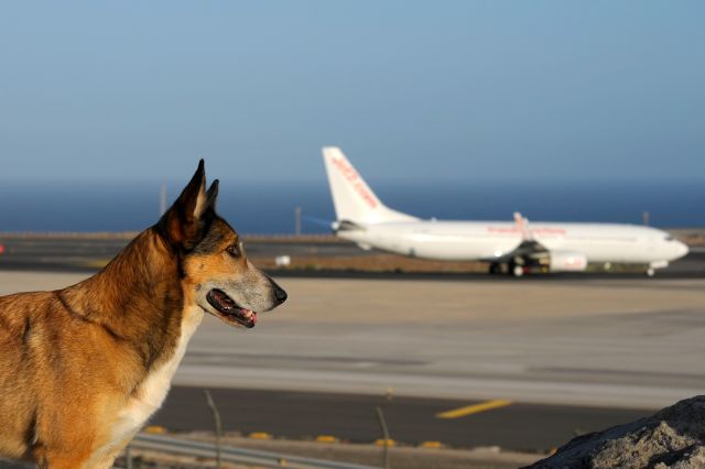 Boeing 737-800 (G-GDFY) - TENERIFE SUR (TFS/GCTS)br /15/08/2015-br /KIARA; The pet of my friend Luc, observing with the spotters the aeronautical movements in the RWY-08.