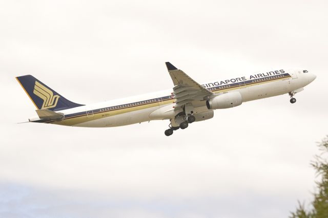 Airbus A330-300 (9V-STJ) - Getting airborne off runway 23 and heading home to Singapore, on the last day of the Australian summer. Thursday 28th February 2013.