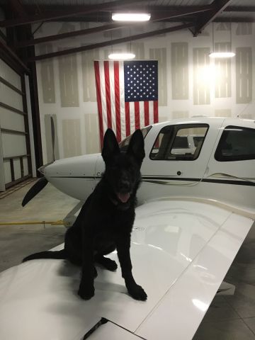 Cirrus SR-22 (N529SR) - My CoPilot, Charley.