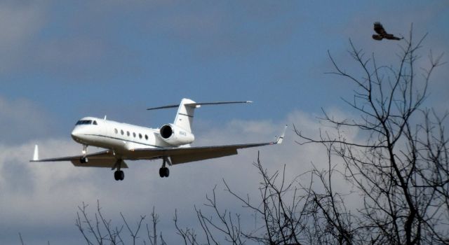 Gulfstream Aerospace Gulfstream IV (N844CB) - On final is this 2016 Gulfstream 450 in the Winter of 2021. "Beware of birds and animals in the vicinity of the airport".
