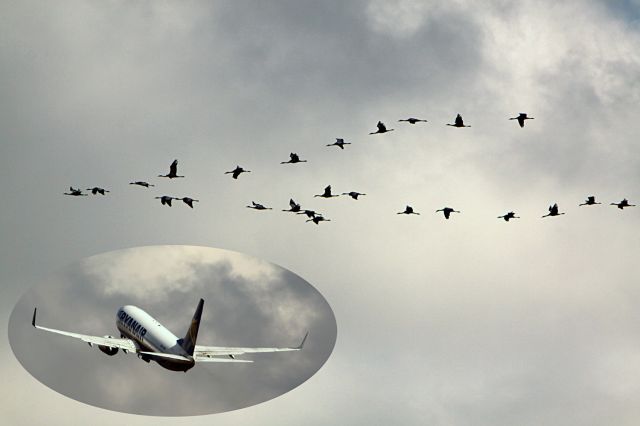 Boeing 737-800 (EI-DAH) - Both pictures taken from the same spot into the same direction/level with les then one minute difference in time. Birds are Cranes heading north. Aircraft in the t.o. from the 03. Date 130220. Time 13.07.