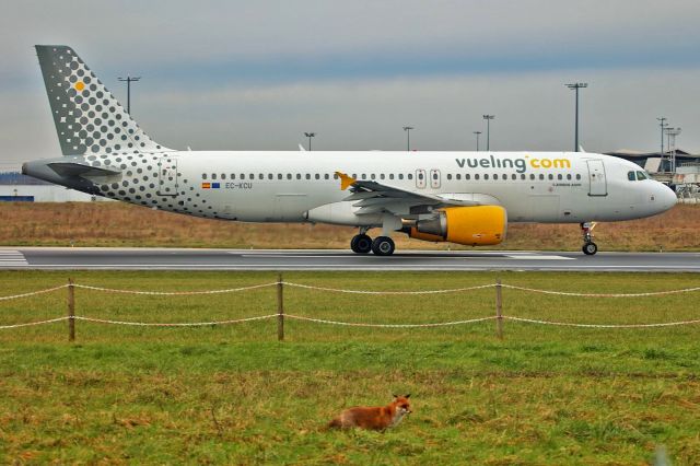 Airbus A320 (EC-KCU) - Imminent take off.Notice the fox in the photo. Not bothered by the noise of the jets.View from "Gaston Jankiewicz Park" Paray vieille poste.