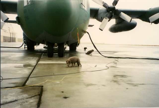 Lockheed C-130 Hercules (74-1658) - You cant go much farther west in the U.S.than Shemya Island in the Aluetian Islands. The critters guarding our aircraft are russian blue foxes. Dec 2005.