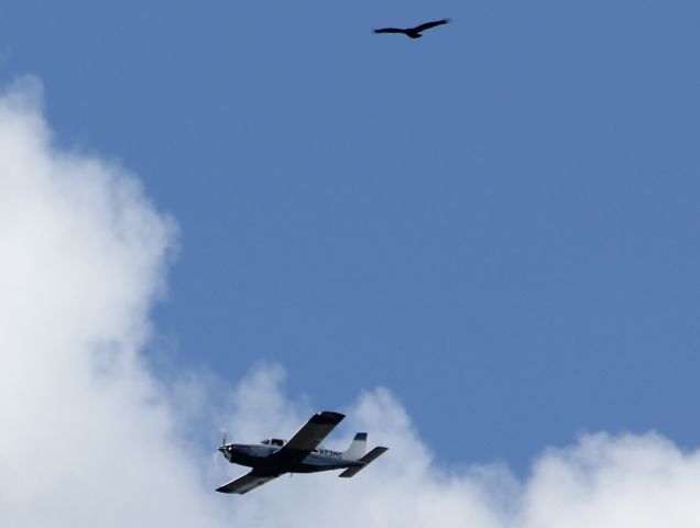 Piper Saratoga/Lance (N23MC) - Wheels down, making final approach to Orlando International. MCObr /Large buzzard above keeping watch.