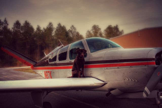 Beechcraft 35 Bonanza (N87K) - My neighbors plane and his dog