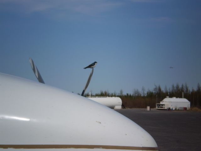 — — - Bird on a prop!