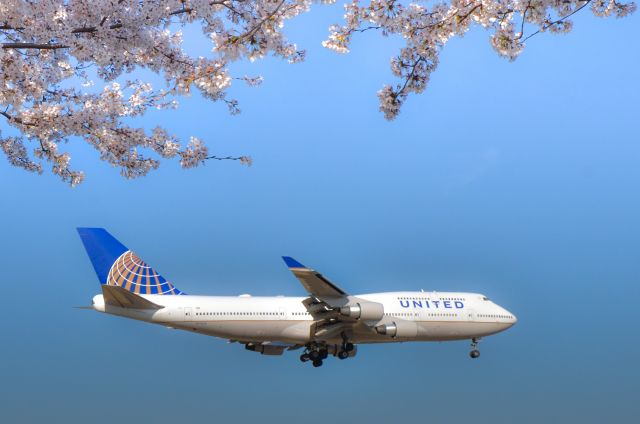 Boeing 747-400 (N171UA) - Cherry blossoms in full bloom,RW16R,NRT