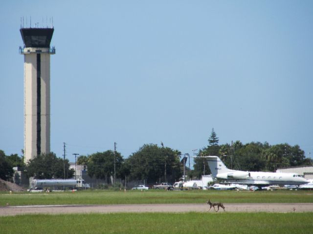 Gulfstream American Gulfstream 2 (N689JE) - Coyote trotting across runway 36R at Clearwater International