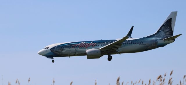 Boeing 737-800 (N559AS) - On short final is this 2006 Alaska Airlines "Wild Alaska Seafood Livery" Boeing 737-890 from the Spring of 2022.