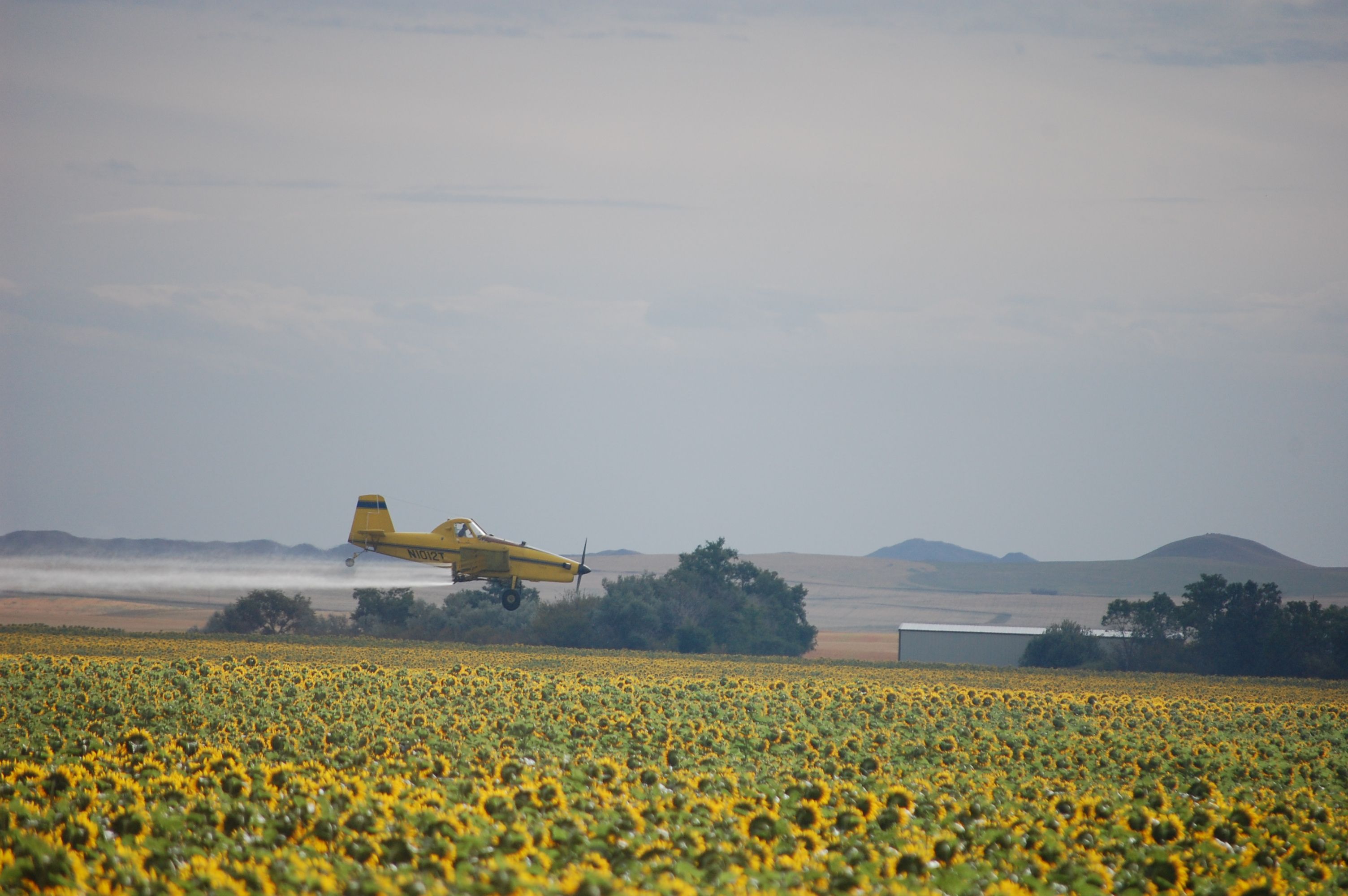 N1012T — - Air Tractor dusting sunflower field in North Dakota