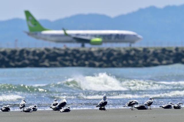 Boeing 737-800 (JA804X) - GULL = Larus argentatus.Herring Gull+Larus cachinnans.Yellow-legged Gull