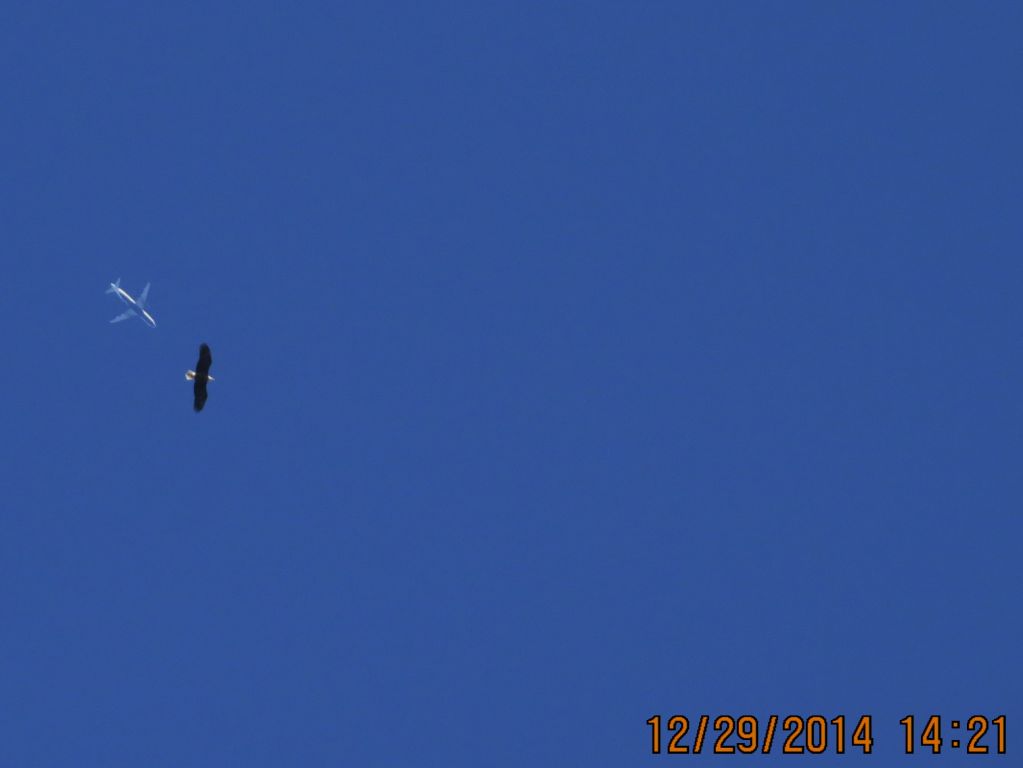 Airbus A320 (N662JB) - Jet Blue flight 514 from LGB to JFK over Southeastern Kansas at 35,000 feet with a Bald Eagle flying in the frame. 