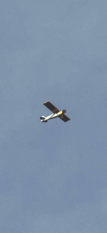 Piper L-21 Super Cub (N3942Z)