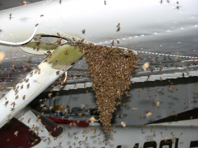 Cessna Skyhawk (N4420L) - BEE-FORE START CHECK LIST,  REMOVE ALL BEES.  THIS AIRCRAFT IS IN FOR MAINTENANCE HAVING ALL THE BUGS REMOVED.  IT WILL BEE A GREAT AIRPLANE WHEN WHEN GET ALL THE BUGS OUT.