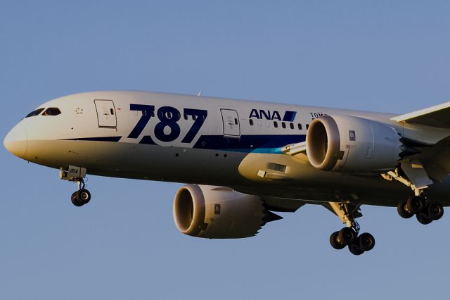 Boeing 787-8 (JA814A) - morning sun