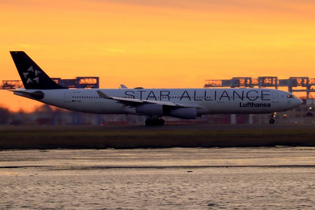 Airbus A340-300 (D-AIGP) - 'Lufthansa 423' to Frankfurt departing at sunset