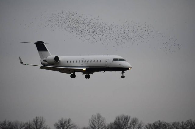 Canadair Regional Jet CRJ-200 (N764CC) - CRJ on final