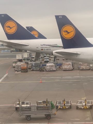 BOEING 747-8 (D-ABYH) - At Frankfurt Airport