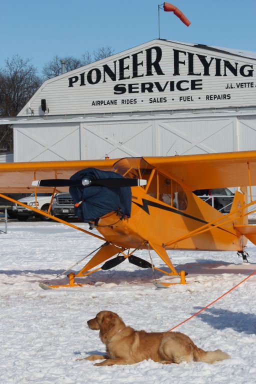 Piper L-21 Super Cub (N5341N) - Golden Cub & Golden Retriever enjoying EAAs Ski Plane Fly-In 2018.