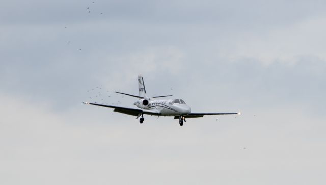 Cessna Citation II (N447SF) - Birds in the vicinity! Final runway 5