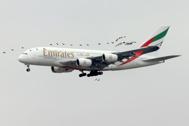 Airbus A380-800 (A6-EEH) - 'Emirates 201 Super' from Dubai arriving to heavy bird activity on 22L