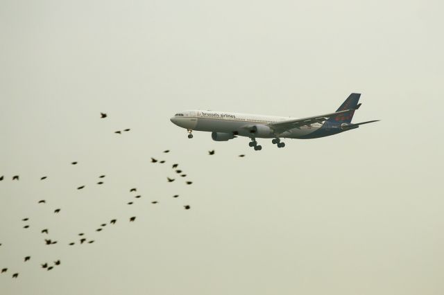 Airbus A330-300 (OO-SFO)