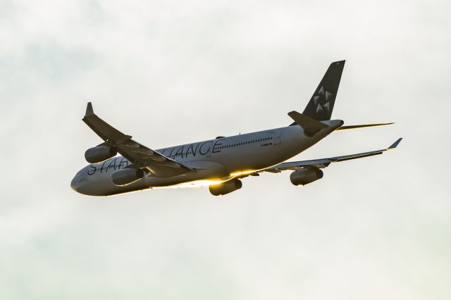 Airbus A340-300 (D-AIGW) - Lufthansa A340-300 in Star Alliance special livery taking off from DFW on 12/28/22. Taken with a Canon R7 and Tamron 70-200 G2 lens.