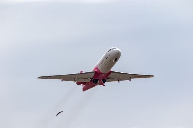 Fokker 70 (VH-NUU) - Bonus bin-chicken otherwise known as an ibis.