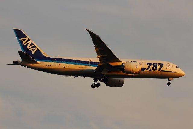 Boeing 787-8 (JA821A)
