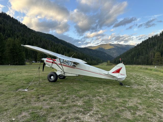 Piper L-21 Super Cub (N82371)