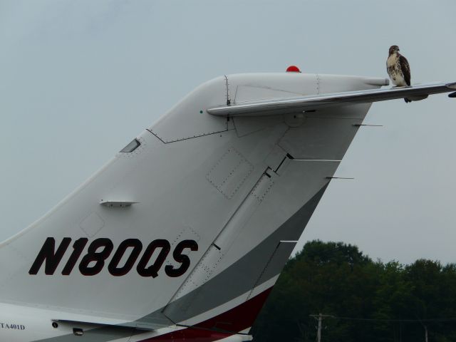 Beechcraft Beechjet (N180QS) - Hawk resting on tail