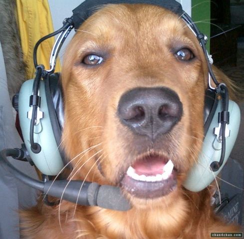 Beechcraft 1900 (SUB2202) - "THIS IS YOUR CAPTAIN BARKING. ATTENTION ALL DOGS AND CATS ABOARD FLIGHT SUB2202:  PLEASE FASTEN YOUR PELTBELTS."